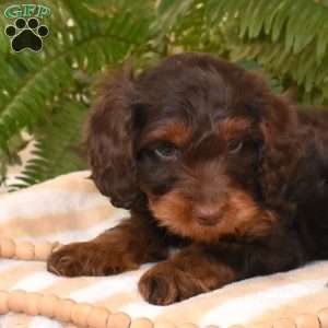 Chance, Cavapoo Puppy